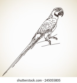 Sketch of parrot, Hand drawn vector illustration