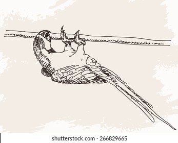 Esbozo de loro, ilustración de vector dibujada a mano