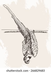 Esbozo de loro, ilustración de vector dibujada a mano