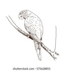 Sketch of parrot macaw in vector.