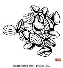 Esbozo de un rigate de pasta conchiglie. Vector ilustrativo de comida italiana. Estilo de doodle pintado a mano. Pasta de forma de concha marina aislada en un fondo blanco.