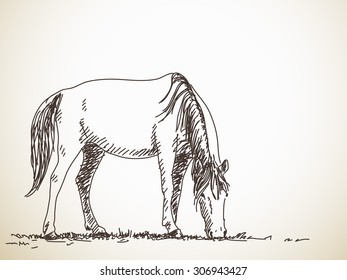 Sketch of the pasturing horse, Hand drawn vector illustration