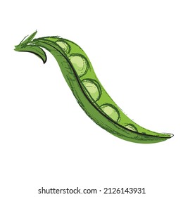 Sketch pea . Vegetable on a white background. Vector graphics.