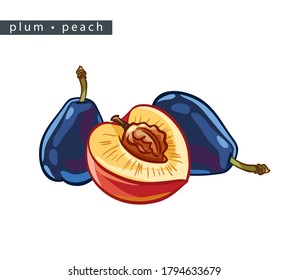sketch peaches and plums: 
two whole plums and half a peach
