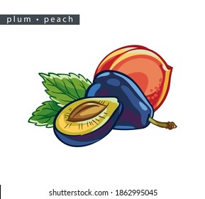sketch peaches and plums: 
two whole fruits, half a plum and leaves