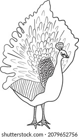 Sketch of peacock. Black and white vector hand drawn illustration.