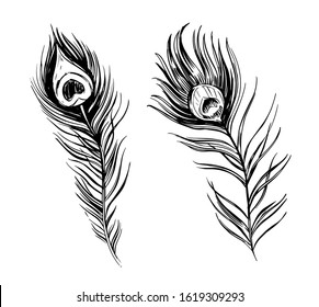 Sketch of peacock feather. Hand drawn ink illustration converted to vector. Black shape isolated on transparent background