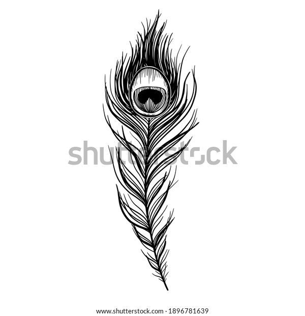 Sketch peacock feather isolated on white,\
boho style vector\
illustration.