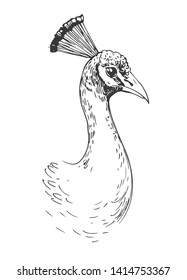 Sketch of peacock. Hand drawn  illustration converted to vector