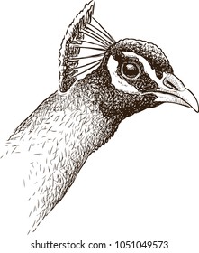 Sketch of a peacock head