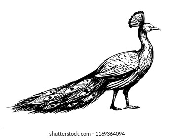 Sketch Of Peacock. Vector Illustration