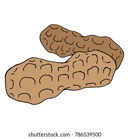 A sketch of peanuts. Hand drawn Nut in the shell. Crude peanuts. Vector illustration.
