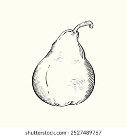 Sketch of pear. Hand drawn vintage style. Isolated on white background. Vector illustration.