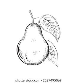 Esboço de pera com folha . Estilo vintage desenhado à mão. Isolado no fundo branco. Ilustração vetorial.