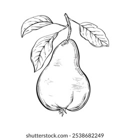 Sketch of pear with leaf . Hand drawn vintage style. Isolated on white background. Vector illustration.