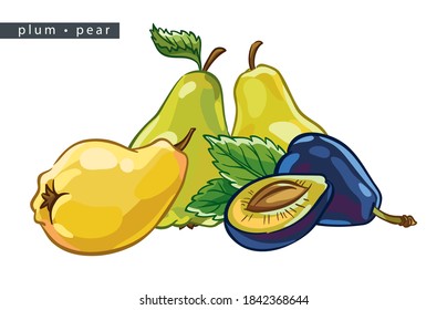 sketch pears and plums: 
four whole fruits and one half