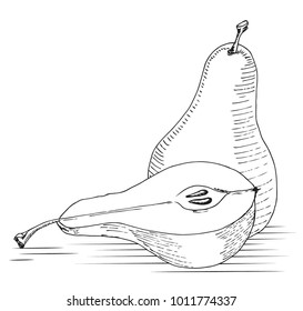 Sketch the pears whole and halves with bone. Handmade drawing with a marker. Vector