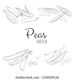 Sketch with peas. Vector paint hand drawn composition with beans in cartoon style. Isolated on white background.