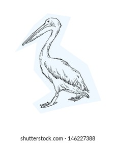 Sketch of Pelican
