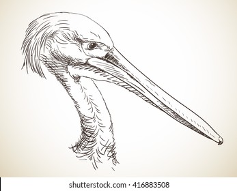 Sketch of pelican's head Hand drawn illustration