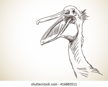 Sketch of pelican's head with open beak Hand drawn illustration