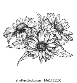 Sketch pen and ink vintage daisies bouquet  illustration, draft silhouette drawing, black isolated on white background. Botanical graphic etching design.