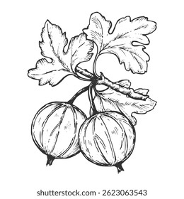 Sketch pen and ink vintage gooseberry illustration, draft silhouette drawing, black isolated on white background. Food graphic etching design.	
