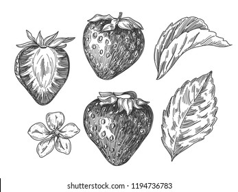 Sketch pen and ink vintage strawberry set illustration, draft silhouette drawing, black isolated on white background. Food graphic etching design.