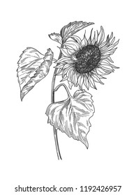 Sketch pen and ink vintage sunflower with leaves illustration, draft silhouette drawing, black sketch isolated on white background. Botanical graphic etching design.