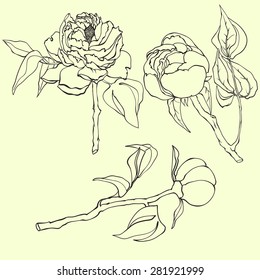 sketch of peonies