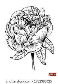 Esbozo de peonía. Ilustración vectorial dibujada a mano de la flor de peonía con hojas sobre fondo blanco. Tatuaje, elemento para el diseño.