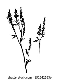 sketch picture flowering field plant with inflorescences and leaves, sketch hand-drawn ink ink botanical vector illustration