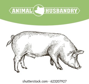 Sketch Of Pig Drawn By Hand. Livestock