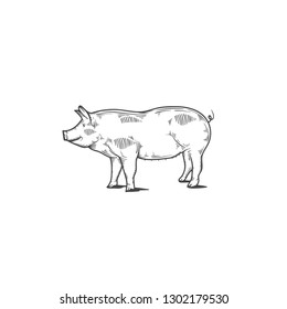 sketch of pig. engraved pig.