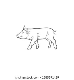 sketch of pig. engraved pig.