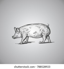 sketch of pig. engraved pig.