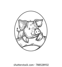 sketch of pig. engraved pig.