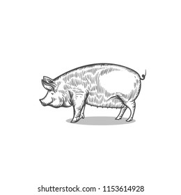 sketch of pig. engraved pig. line pig.