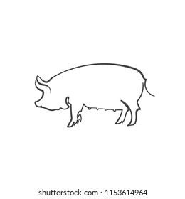 sketch of pig. engraved pig. line pig.