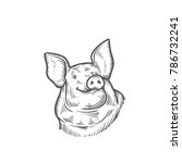 sketch of pig. engraved pig and pork