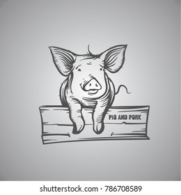 sketch of pig. engraved pig and pork.