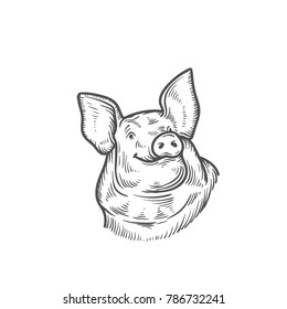 sketch of pig. engraved pig and pork