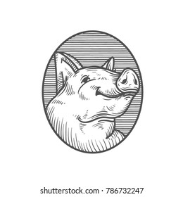 sketch of pig. engraved pig and pork