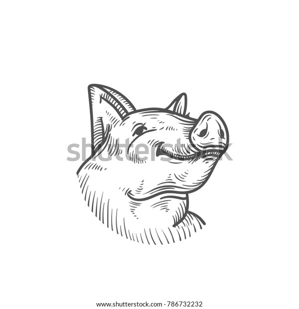 Sketch Pig Engraved Pig Pork Stock Vector (Royalty Free) 786732232