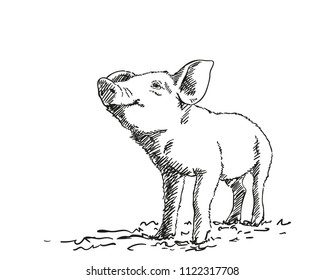 Sketch of pig, Hand drawn vector illustration with hatched shades