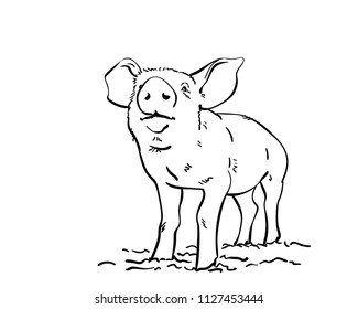 Sketch of pig, Hand drawn vector illustration