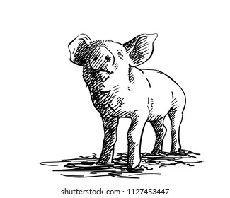 Drawings Of Pigs - Bilscreen