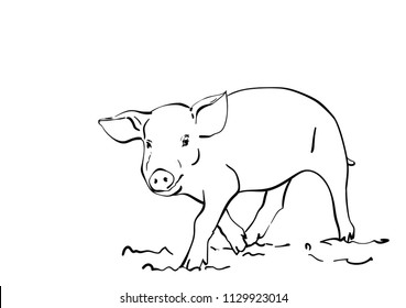 Sketch of pig, Hand drawn vector illustration