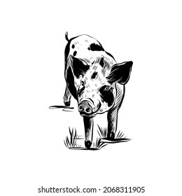 Sketch Schwein. Handgezeichnete Vektorgrafik. Farmschwein für die Verpackung, den Druck, das Design einzeln auf weißem Hintergrund