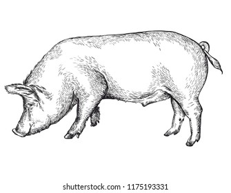 Sketch of a pig on white background